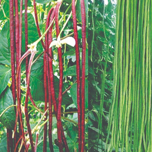LONG YARD BEAN KARTIKA SUPER MIX